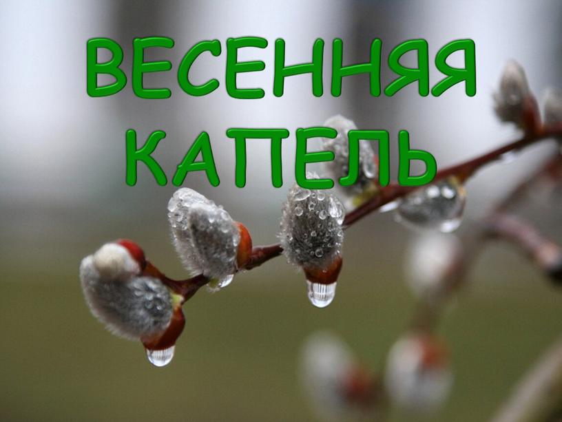 ВЕСЕННЯЯ КАПЕЛЬ