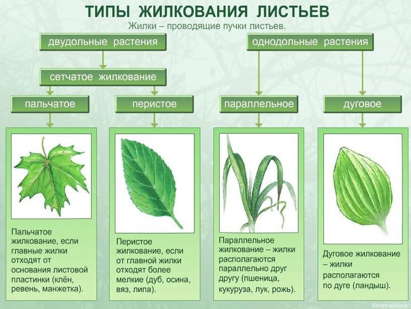 Царства растений