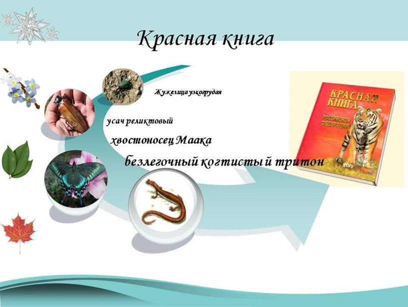 Красная книга урок