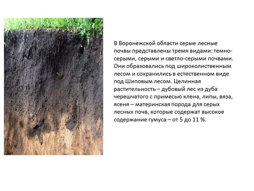 В Воронежской области серые лесные почвы представлены тремя видами: темно-серыми, серыми и светло-серыми почвами