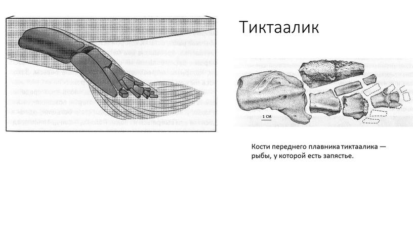 Тиктаалик Кости переднего плавника тиктаалика — рыбы, у которой есть запястье