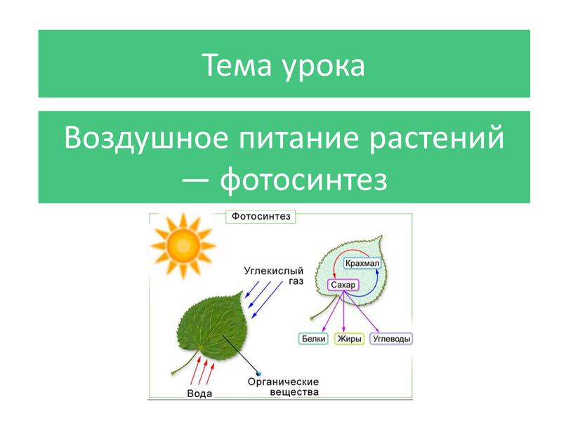 Воздушное питание растений — фотосинтез