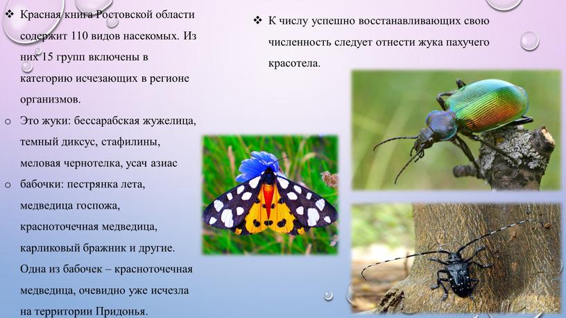 Красная книга Ростовской области содержит 110 видов насекомых