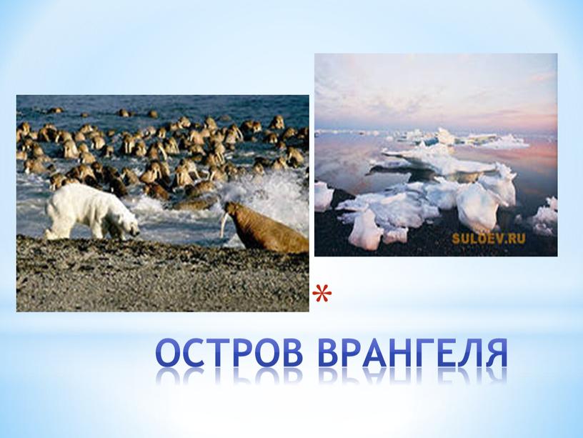 Остров врангеля