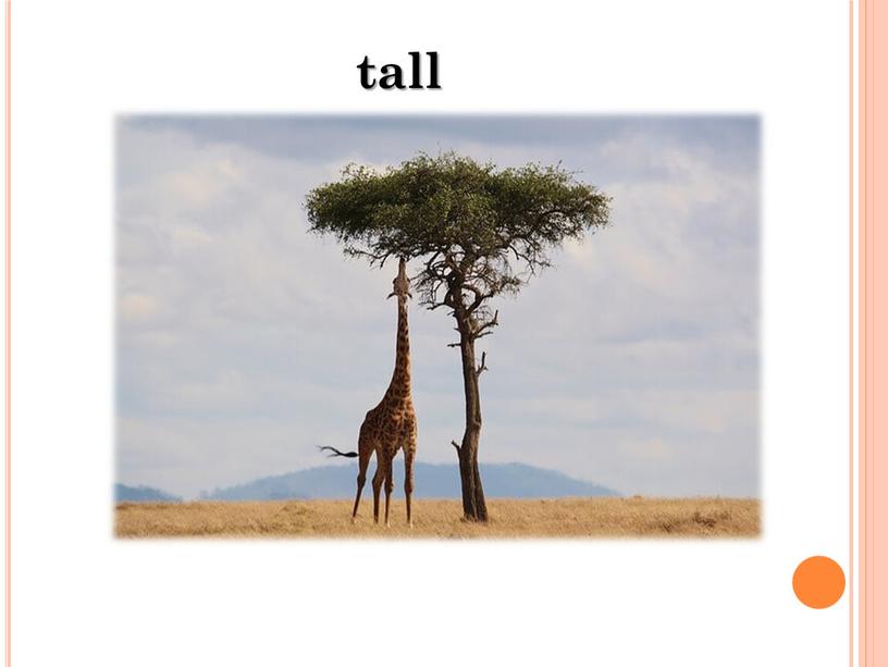 tall