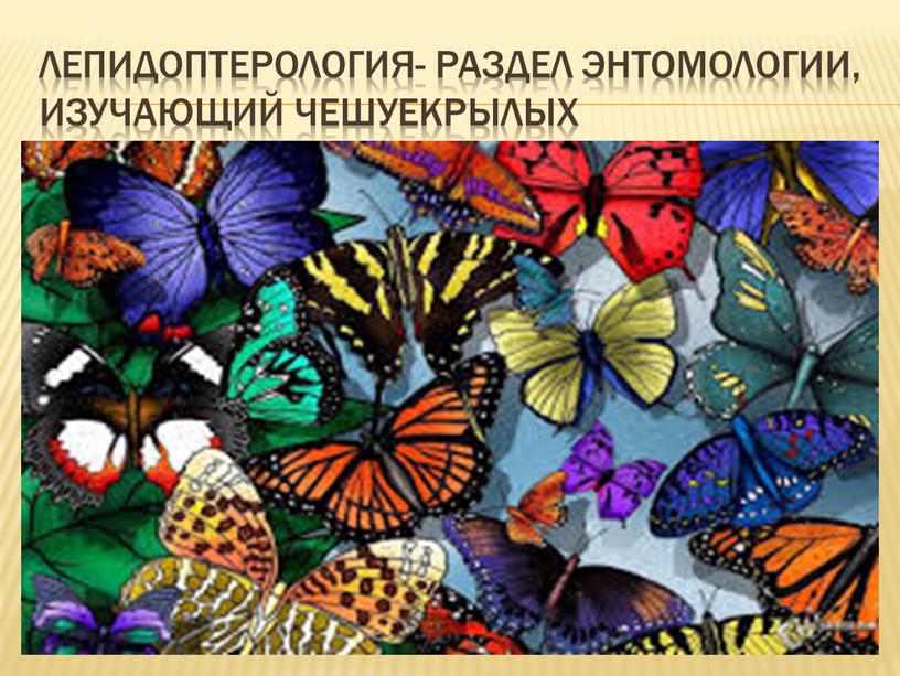 Лепидоптерология- раздел энтомологии, изучающий чешуекрылых