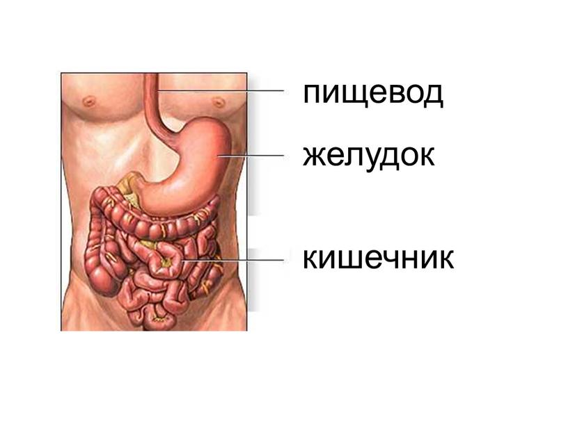 пищевод желудок кишечник