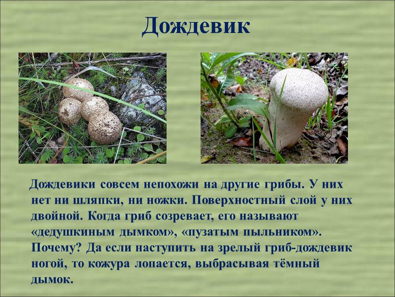 Дождевик Дождевики совсем непохожи на другие грибы