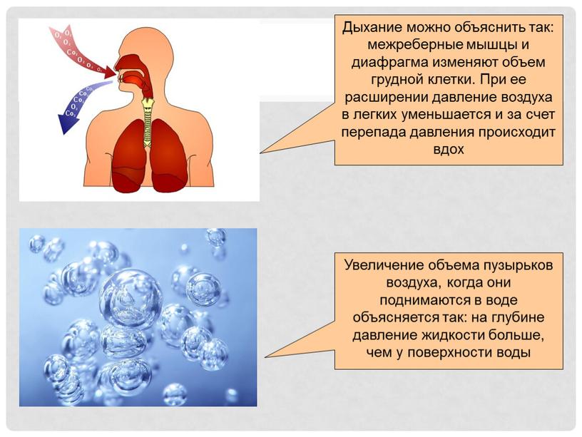 Дыхание можно объяснить так: межреберные мышцы и диафрагма изменяют объем грудной клетки