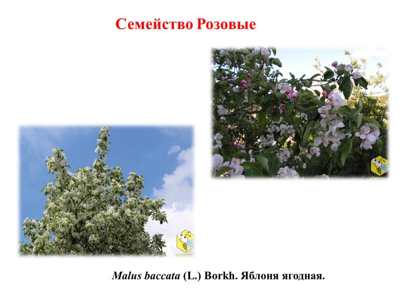 Malus baccata (L.) Borkh. Яблоня ягодная