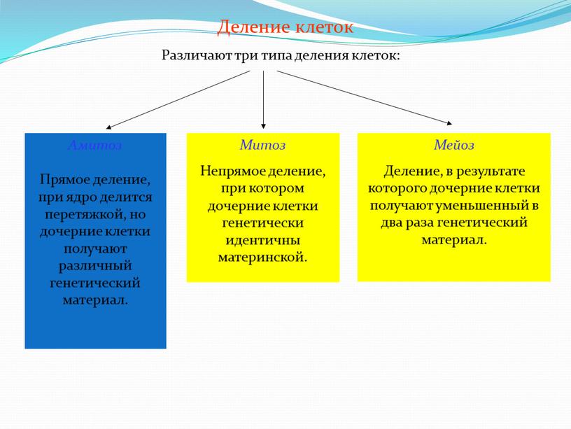 Деление клеток Различают три типа деления клеток: