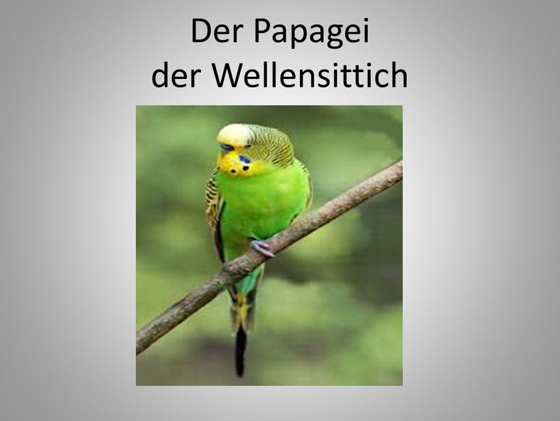 Der Papagei der Wellensittich