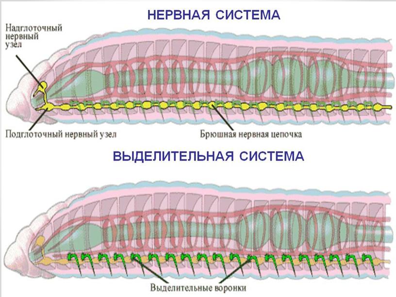 Типы Червей.