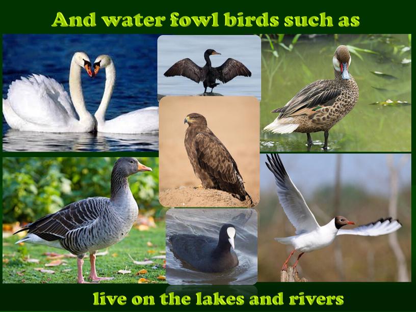 And water fowl birds such as live on the lakes and rivers
