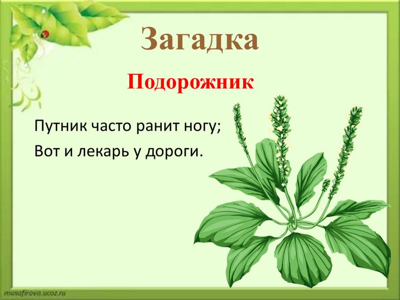 Загадка Путник часто ранит ногу;