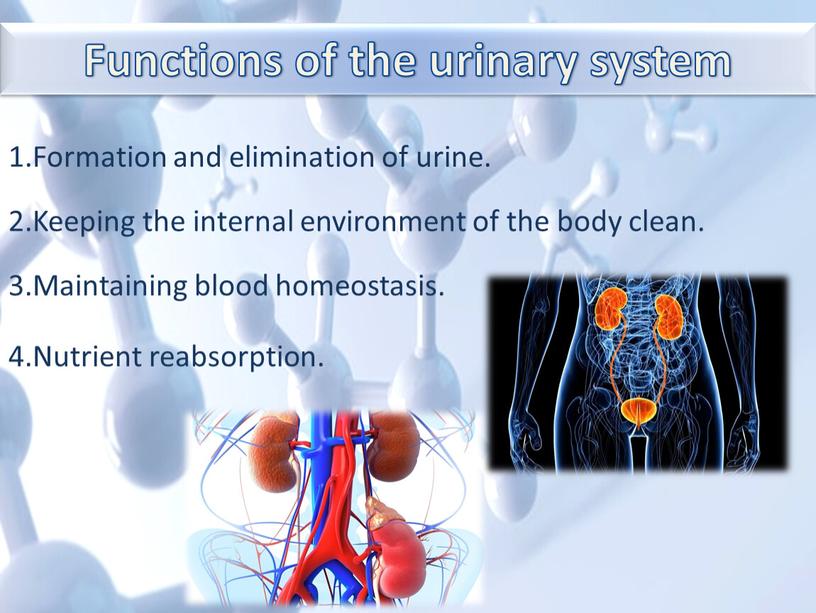 Functions of the urinary system 1