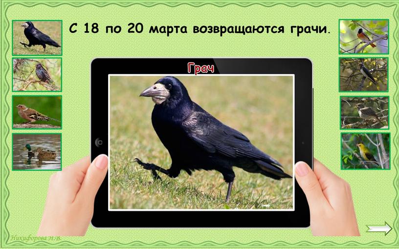 Грач С 18 по 20 марта возвращаются грачи