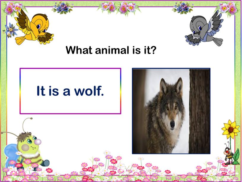 What animal is it? It is a wolf