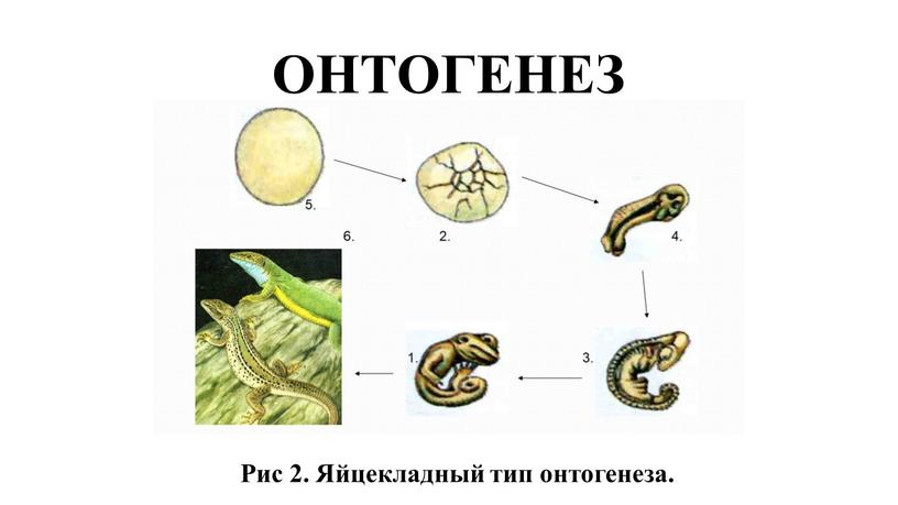 ОНТОГЕНЕЗ Рис 2. Яйцекладный тип онтогенеза