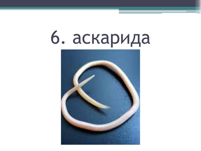 6. аскарида