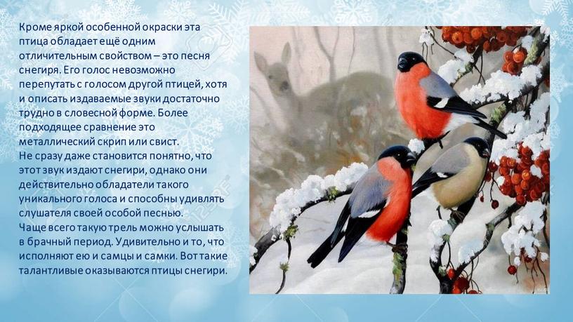 Кроме яркой особенной окраски эта птица обладает ещё одним отличительным свойством – это песня снегиря