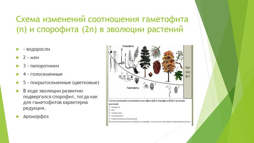 Схема изменений соотношения гаметофита (n) и спорофита (2n) в эволюции растений - водоросли 2 - мхи 3 - папоротники 4 - голосеменные 5 - покрытосеменные…