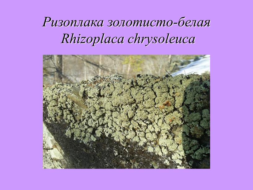 Ризоплака золотисто-белая Rhizoplaca chrysoleuca