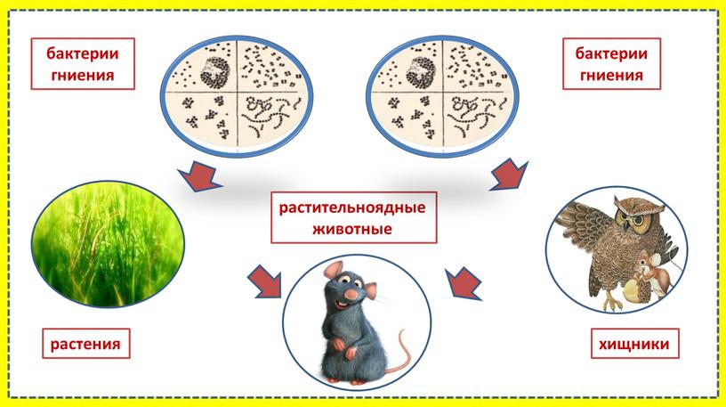 бактерии гниения бактерии гниения растения растительноядные животные хищники