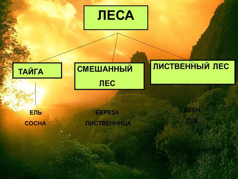 Презентация на тему: "Леса России"