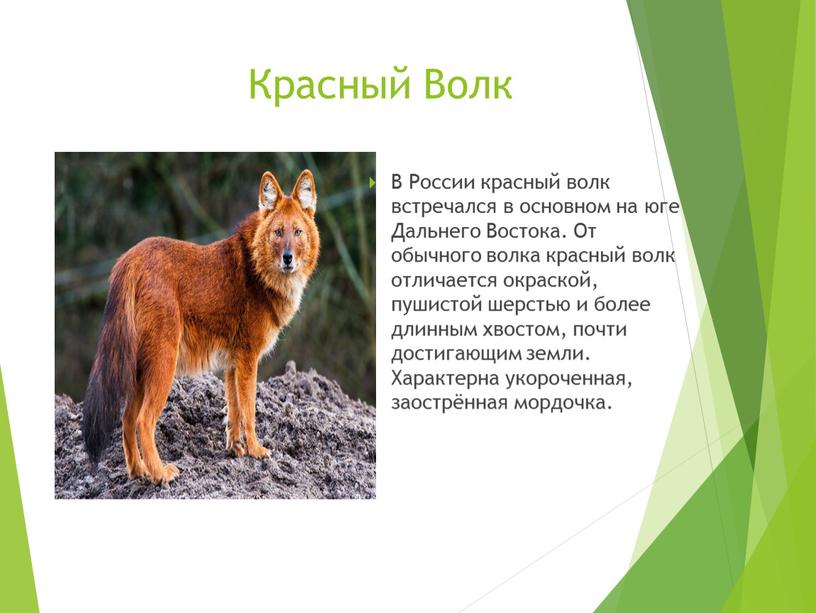 Красный Волк В России красный волк встречался в основном на юге