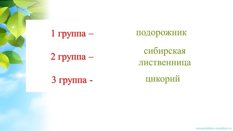 1 группа – 2 группа – 3 группа - подорожник сибирская лиственница цикорий