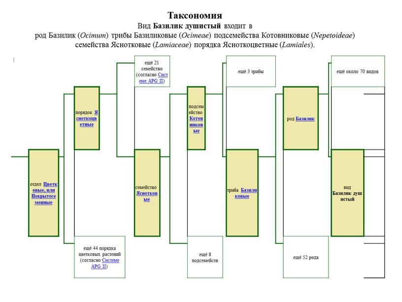 Таксономия Вид Базилик душистый входит в род