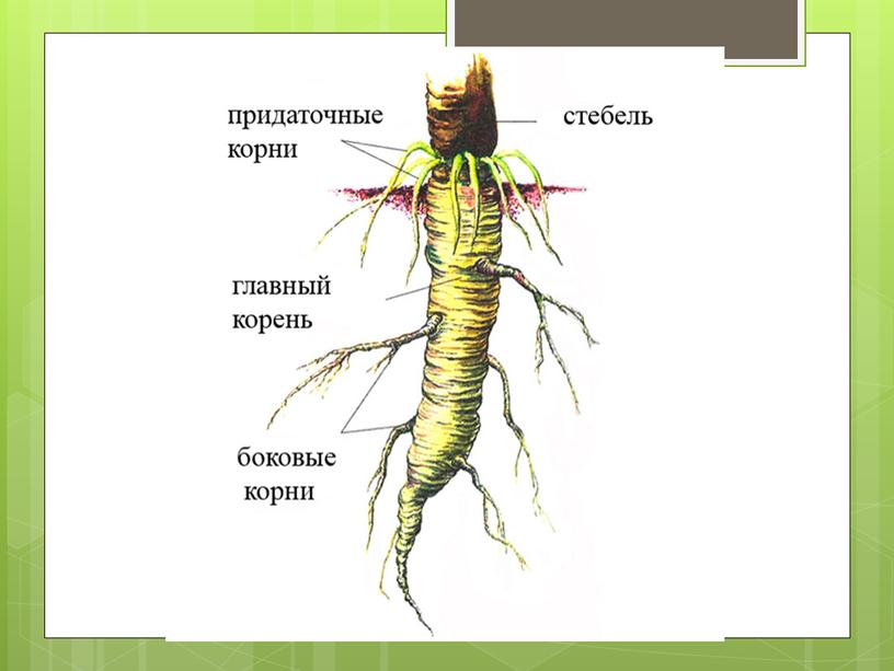 Вегетативные органы растений.