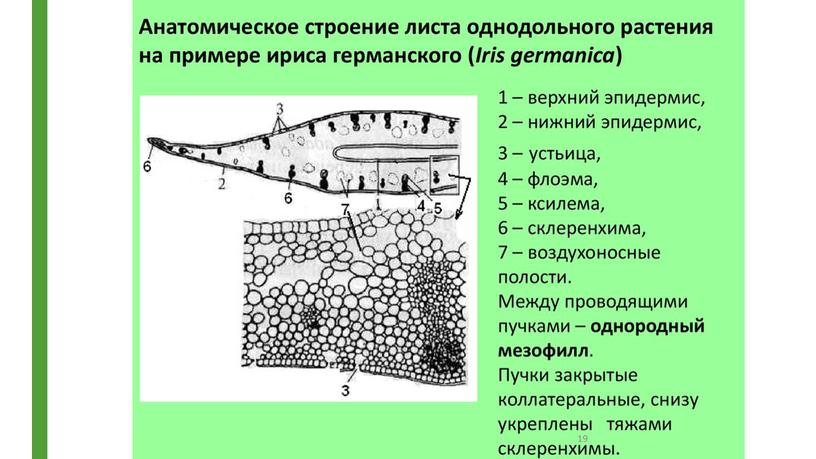 Гистологическое описание листьев однодольных