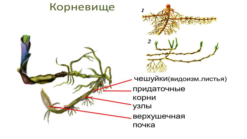 Размножение и оплодотворение растений. Вегетативное размножение