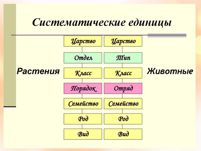 Методический материал по теме урока в 5 класса : "Многообразие животных"