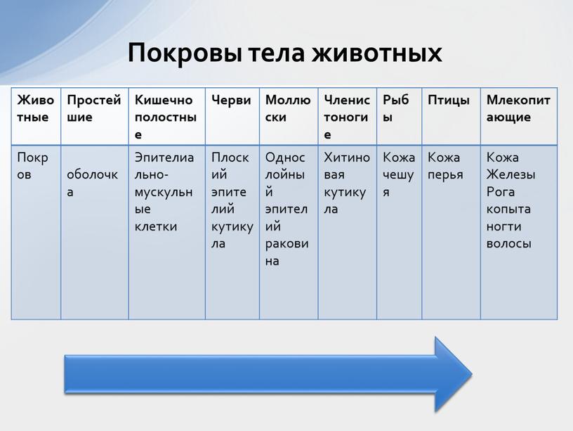 Покровы тела животных Животные