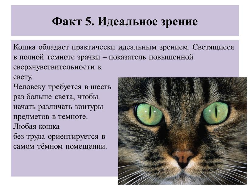 Факт 5. Идеальное зрение Кошка обладает практически идеальным зрением