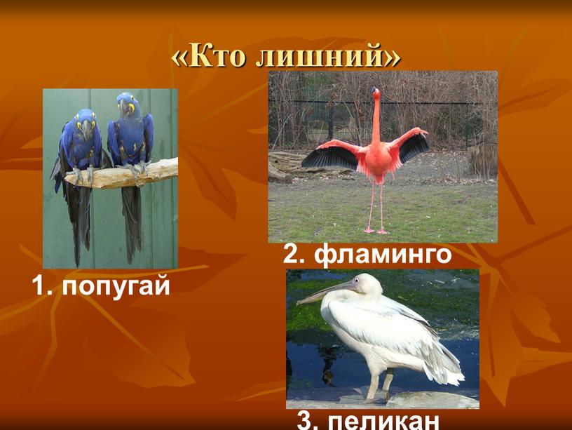 Кто лишний» 2. фламинго 3. пеликан 1