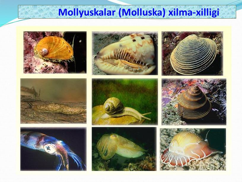 Mollyuskalar (Molluska) xilma-xilligi