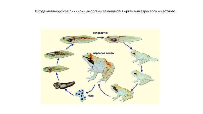 В ходе метаморфоза личиночные органы замещаются органами взрослого животного