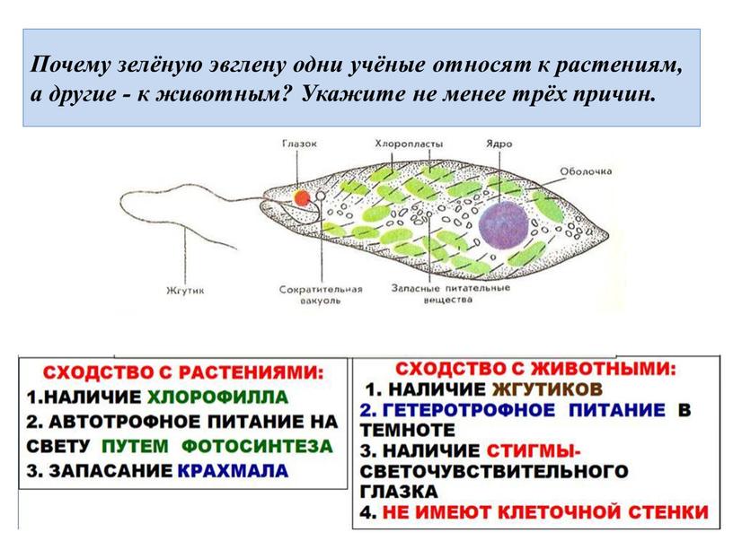 Почему зелёную эвглену одни учёные относят к растениям, а другие - к животным?