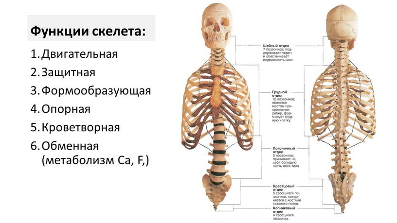 Функции скелета: Двигательная Защитная