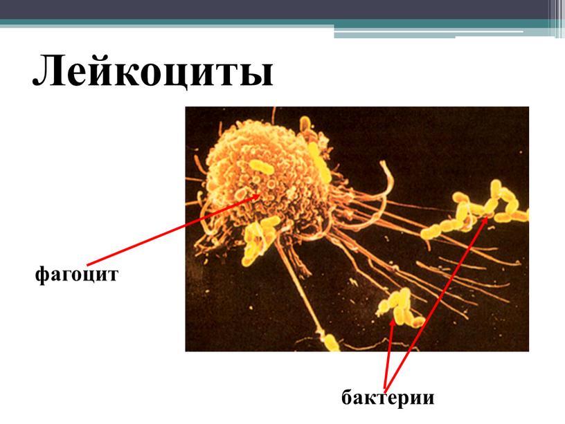Лейкоциты фагоцит бактерии