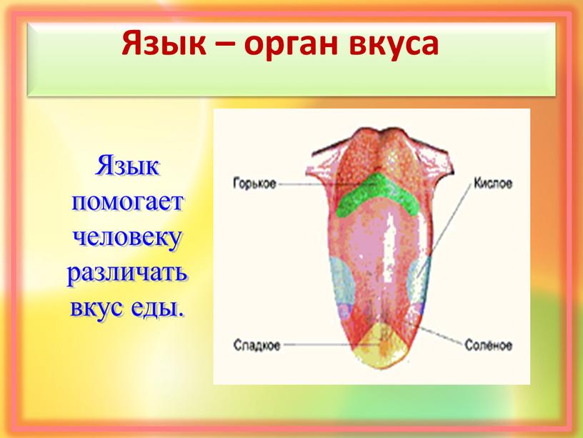 Язык – орган вкуса Язык помогает человеку различать вкус еды