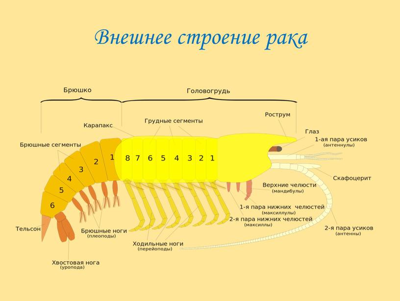 Внешнее строение рака