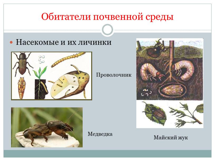 Обитатели почвенной среды Насекомые и их личинки