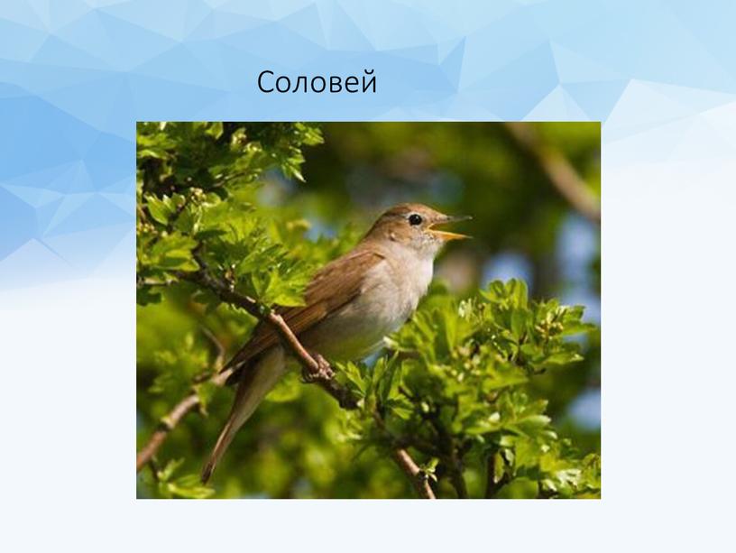 Соловей