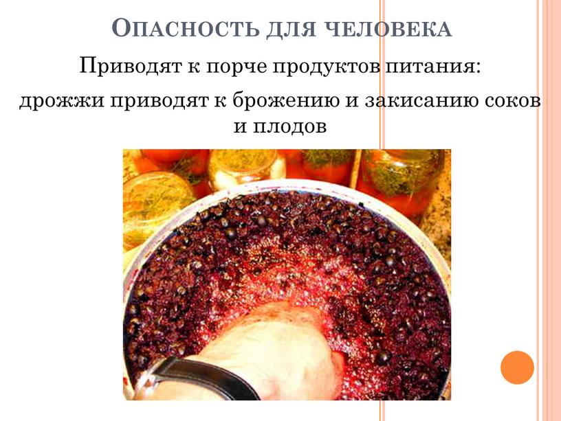 Опасность для человека Приводят к порче продуктов питания: дрожжи приводят к брожению и закисанию соков и плодов