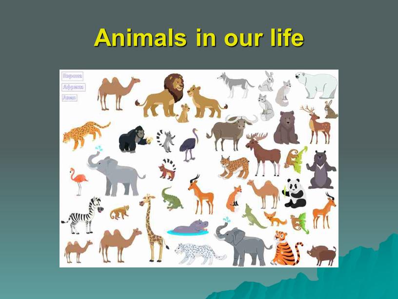 Animals in our life